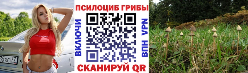 Псилоцибиновые грибы Cubensis  Новоаннинский 